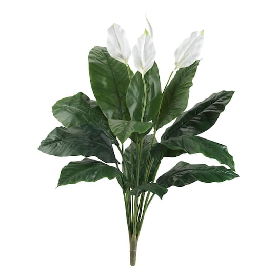 Peace Lily Plant, 2ct.